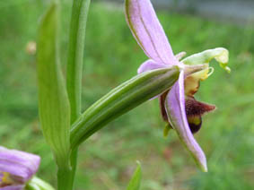 Ophrys apifera